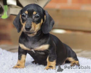 Zdjęcie №4. Sprzedam pies nierasowy w Bække. prywatne ogłoszenie, hodowca - cena - 2870zł