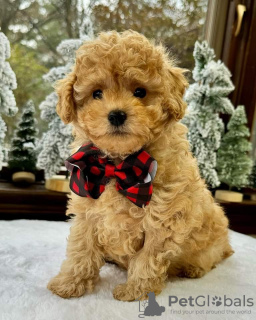 Zdjęcie №3. Stunning puppy available to go. Wielka Brytania