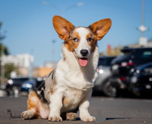 Dodatkowe zdjęcia: Welsh Corgi Cardigan, szczeniak