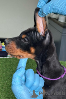 Zdjęcie №3. doberman szczeniaki. Serbia