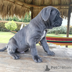 Zdjęcie №2 do zapowiedźy № 171210 na sprzedaż  cane corso - wkupić się Polska hodowca