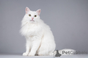 Zdjęcie №3. Kot Timosha szuka dobrego serca.. Federacja Rosyjska