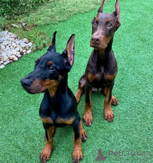 Zdjęcie №1. doberman - na sprzedaż w Dusseldorf | 4305zł | Zapowiedź №146462