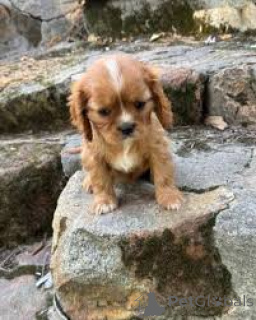 Zdjęcie №3. Chiots Cavalier King Charles Spaniel jest dostępny dla nowych rodzin. Francja