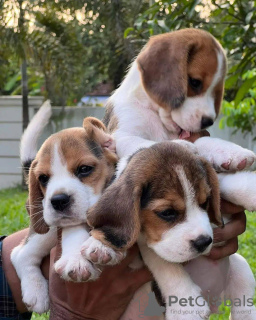 Zdjęcie №1. beagle (rasa psa) - na sprzedaż w Petersburg | 2721zł | Zapowiedź №50219