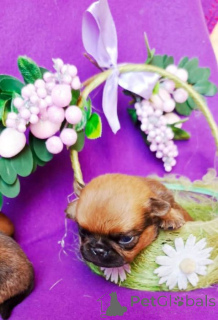 Zdjęcie №4. Sprzedam brabantczyk w Rzeka Moskwa. prywatne ogłoszenie - cena - 2063zł