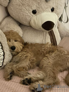 Dodatkowe zdjęcia: Goldendoodle F1