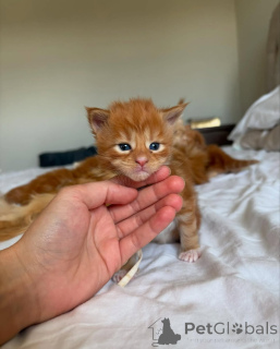 Zdjęcie №2 do zapowiedźy № 150585 na sprzedaż  maine coon - wkupić się Niemcy ze schronu, hodowca