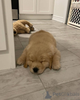 Zdjęcie №1. golden retriever - na sprzedaż w Leeuwarden | negocjowane | Zapowiedź №165209