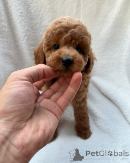 Zdjęcie №3. Szczenięta pudla do adopcji i remontu. Australia