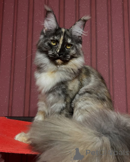 Zdjęcie №3. Księżycowe oczy, cichy wdzięk Luna zamienia każdą noc w magię.. Norwegia