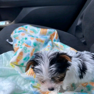 Zdjęcie №1. yorkshire terrier - na sprzedaż w Paryż | negocjowane | Zapowiedź №126831