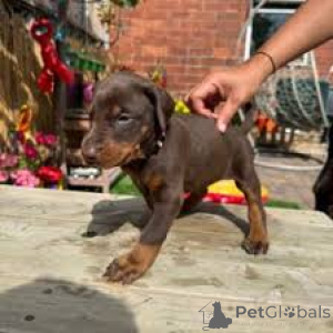 Zdjęcie №3. Dobermanninpennut etsivät perhettä. Finlandia