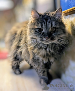 Zdjęcie №4. Sprzedam  w Москва.  - cena - Bezpłatny