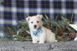 Zdjęcie №3. KC ZAREJESTROWANY Chłopcy i dziewczęta GOTOWE TERAZ. Niemcy