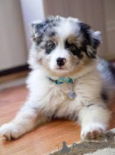 Zdjęcie №1. owczarek australijski - na sprzedaż w Berlin | negocjowane | Zapowiedź №136850