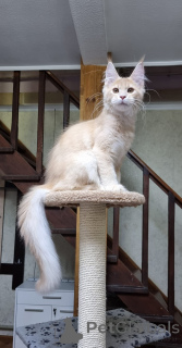 Zdjęcie №3. Maine Coon Kittens. Australia