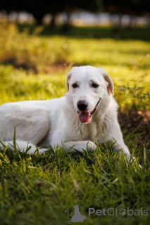Zdjęcie №1. pies nierasowy - na sprzedaż w Rzeka Moskwa | Bezpłatny | Zapowiedź №161456
