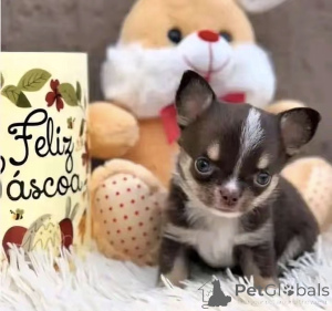 Zdjęcie №2 do zapowiedźy № 176016 na sprzedaż  chihuahua (rasa psów) - wkupić się USA hodowca