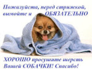 Zdjęcie №3. Pielęgnacja średnich psów w domu w Federacja Rosyjska