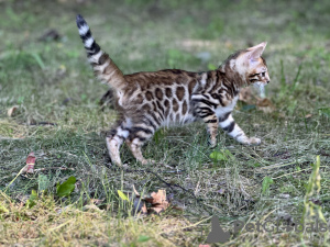 Dodatkowe zdjęcia: Chłopiec Savannah F2