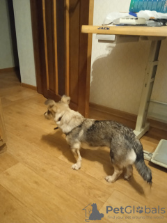 Zdjęcie №2 do zapowiedźy № 72889 na sprzedaż  pies nierasowy - wkupić się Federacja Rosyjska prywatne ogłoszenie