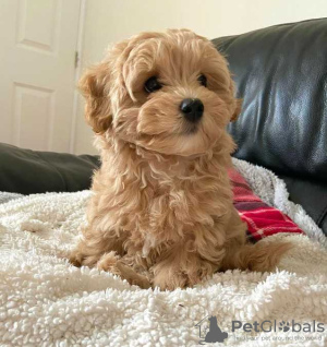 Zdjęcie №2 do zapowiedźy № 133173 na sprzedaż  maltipu - wkupić się Niemcy prywatne ogłoszenie