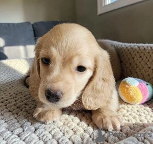 Zdjęcie №1.  - na sprzedaż w Alabama | 1622zł | Zapowiedź №166518