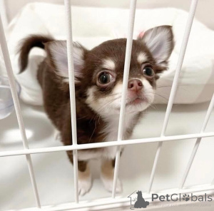 Zdjęcie №1. chihuahua (rasa psów) - na sprzedaż w Helsinki | negocjowane | Zapowiedź №165004