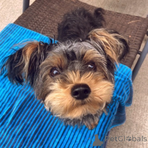 Zdjęcie №4. Sprzedam yorkshire terrier w London Borough of Camden. prywatne ogłoszenie - cena - 3109zł