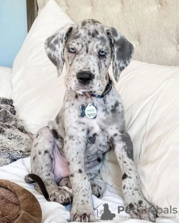 Zdjęcie №2 do zapowiedźy № 88538 na sprzedaż  dog niemiecki - wkupić się Szwecja prywatne ogłoszenie