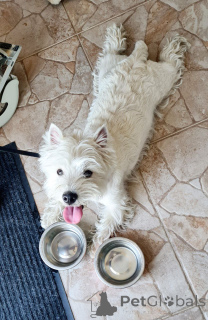 Zdjęcie №4. Sprzedam west highland white terrier w Edynburg. hodowca - cena - 3558zł