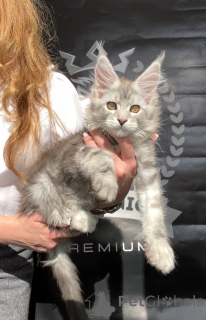 Zdjęcie №2 do zapowiedźy № 140842 na sprzedaż  maine coon - wkupić się USA od żłobka