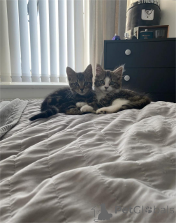 Zdjęcie №1. amerykański bobtail długowłosy - na sprzedaż w Aarbergen | 1674zł | Zapowiedź № 151620