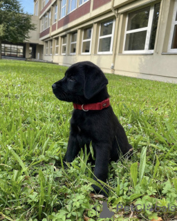 Zdjęcie №1. labrador retriever - na sprzedaż w Santa Cruz de la Sierra | negocjowane | Zapowiedź №118927