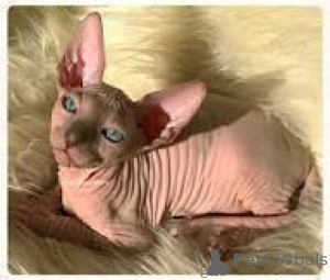 Zdjęcie №3. Schattige Sphynx-kocięta zoeken een nieuw thuis.. Belgia