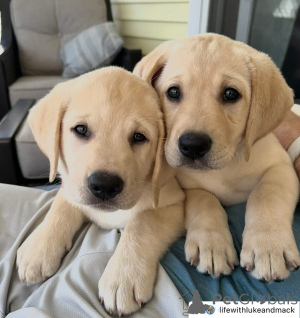 Zdjęcie №1. labrador retriever - na sprzedaż w Genewa | negocjowane | Zapowiedź №158380