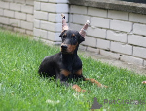 Dodatkowe zdjęcia: Doberman szczenięta na sprzedaż