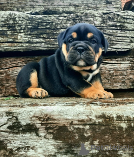 Zdjęcie №3. Bulldog Angielski szczenięta na sprzedaż. Serbia