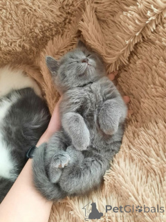 Zdjęcie №3. KOTEK BRYTYJSKI KRÓTKOwłosy DO ADOPCJI. Niemcy