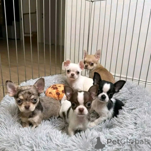 Zdjęcie №1. chihuahua (rasa psów) - na sprzedaż w Helsinki | 2153zł | Zapowiedź №161019