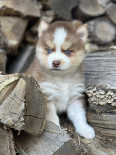 Zdjęcie №3. Urocze szczenięta Pomsky płci męskiej i żeńskiej. Belgia