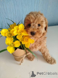 Zdjęcie №4. Sprzedam pudel (zabawka) w Kragujevac.  - cena - negocjowane