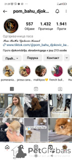 Zdjęcie №4. Sprzedam szpic miniaturowy w Savino Selo. hodowca - cena - negocjowane