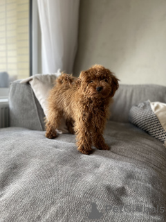 Zdjęcie №3. Toy Pudle Puppy na sprzedaż. Słowacja