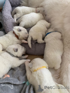 Zdjęcie №4. Sprzedam samojed (rasa psa) w Volendam. prywatne ogłoszenie - cena - negocjowane