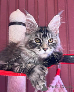 Zdjęcie №4. Sprzedam maine coon w Mamer. prywatne ogłoszenie - cena - negocjowane