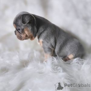 Zdjęcie №2 do zapowiedźy № 163033 na sprzedaż  buldog francuski - wkupić się Francja prywatne ogłoszenie, ze schronu