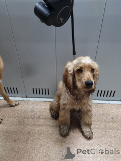 Zdjęcie №1.  - na sprzedaż w London Borough of Camden | Bezpłatny | Zapowiedź №157083