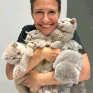 Zdjęcie №1. kot brytyjski krótkowłosy - na sprzedaż w Rzym | Bezpłatny | Zapowiedź № 133600